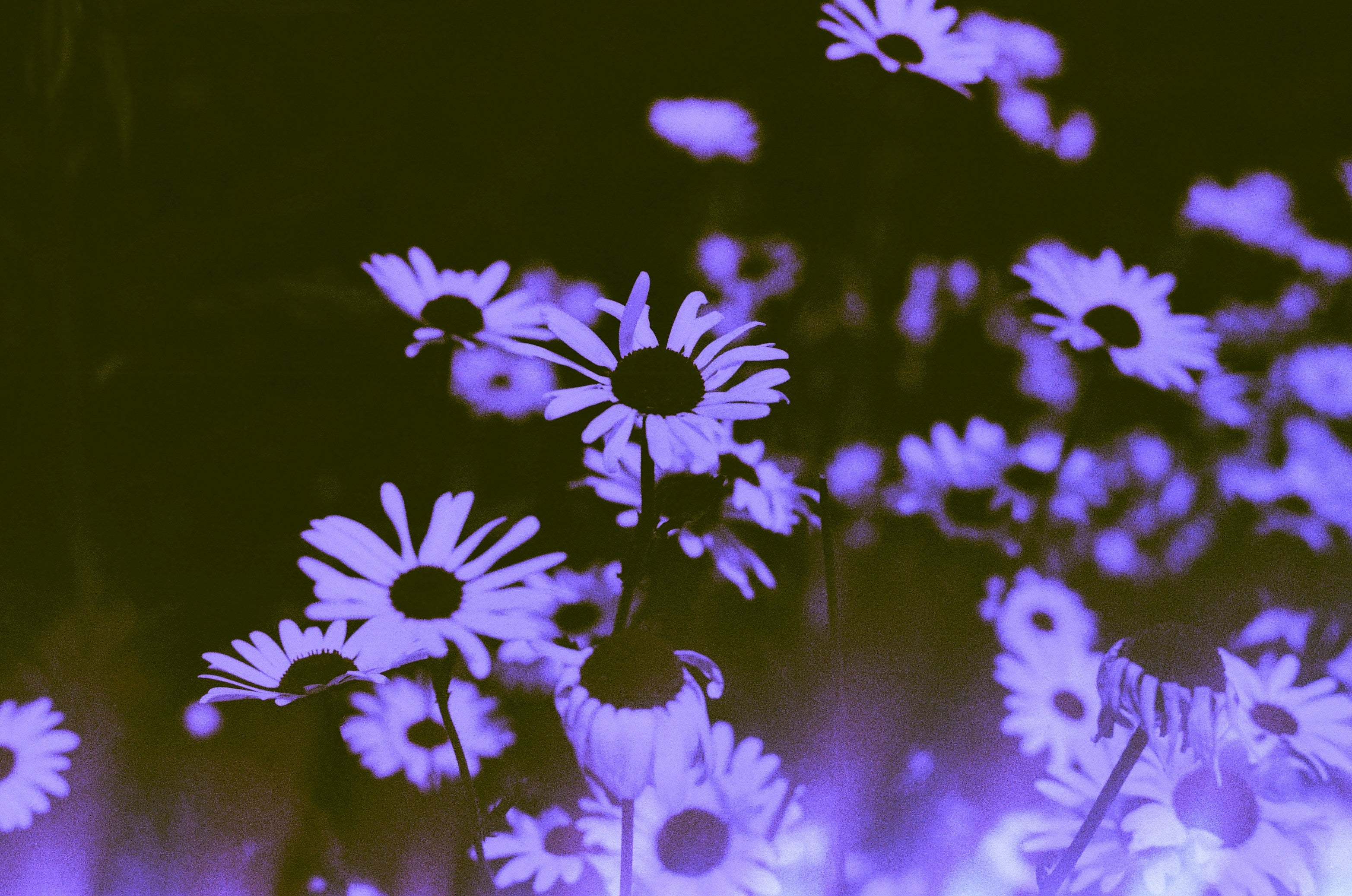 Violet Lightbody Activation