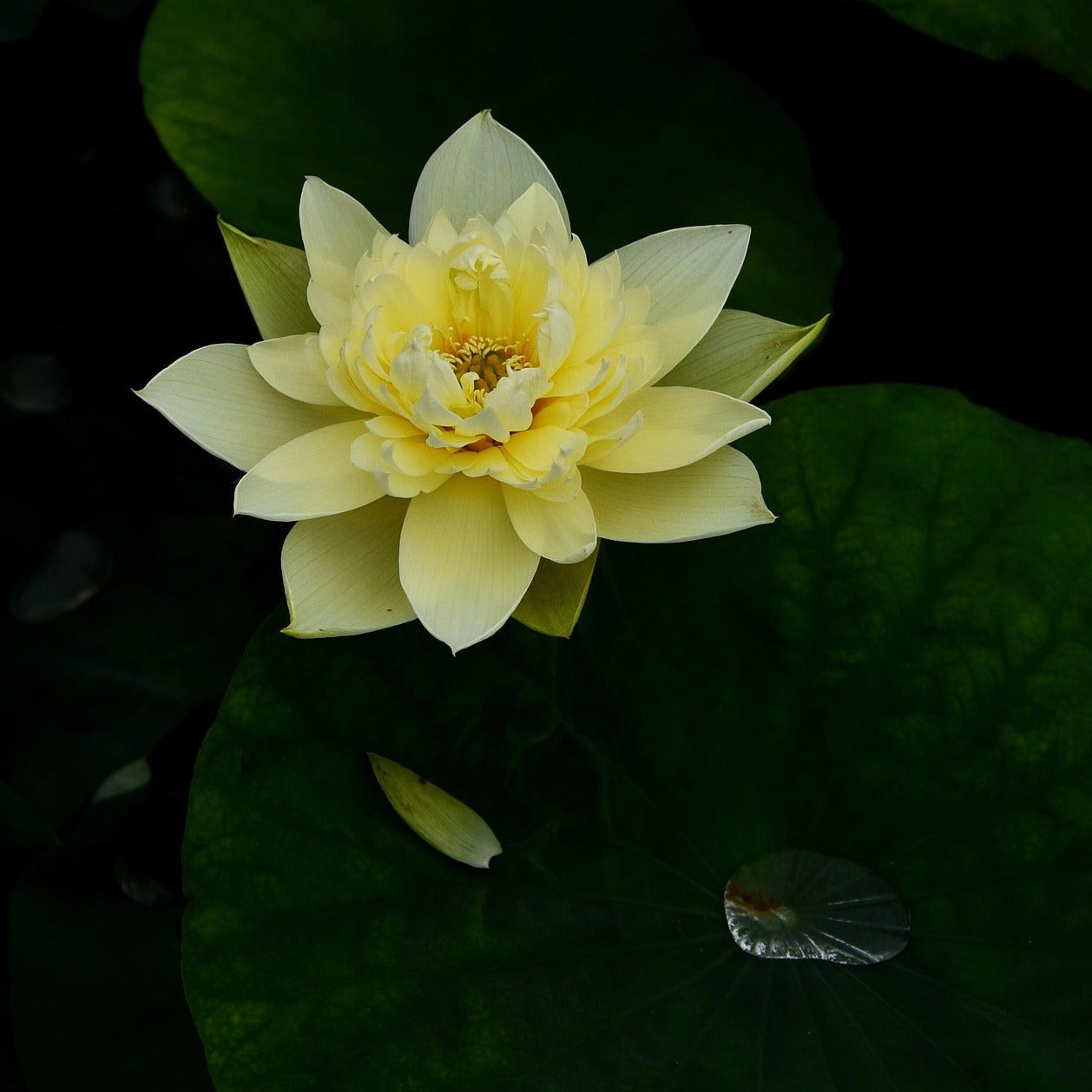 Golden Lotus Activation